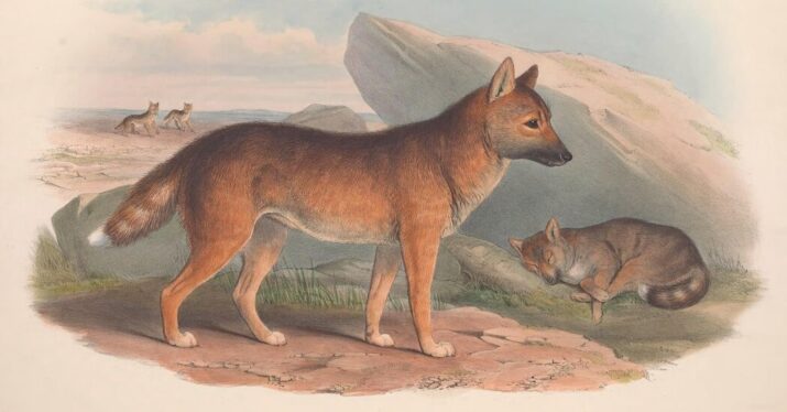 Did the First Australians Keep Dingoes as Pets?