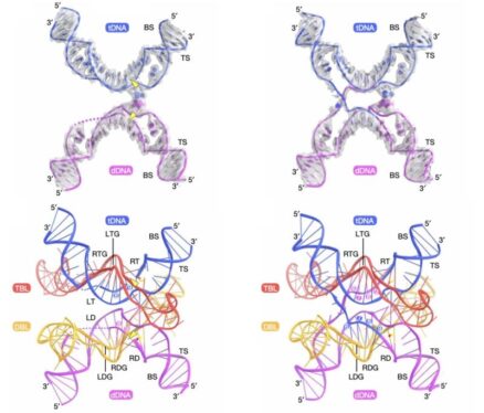 DNA-based bacterial parasite uses completely new DNA-editing method