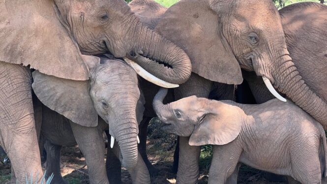 Every Elephant Has Its Own Name, Study Suggests