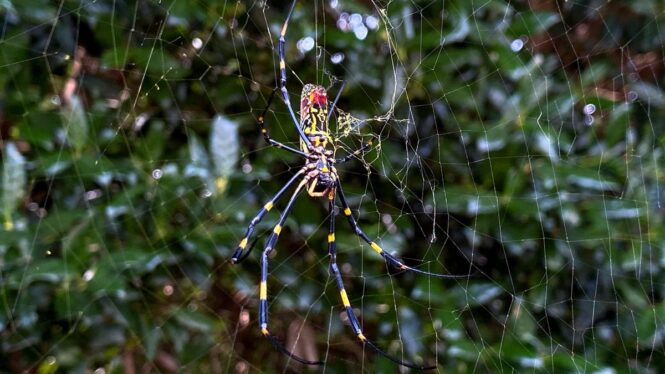 Gigantic Invasive Spiders Set for New York City Debut This Summer