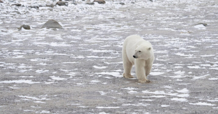 If Paris Agreement Goals Are Missed, These Polar Bears Could Go Extinct