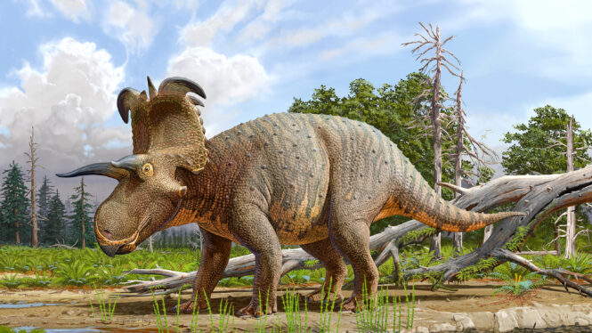 Lokiceratops, a Horned Dinosaur, May Be a New Species