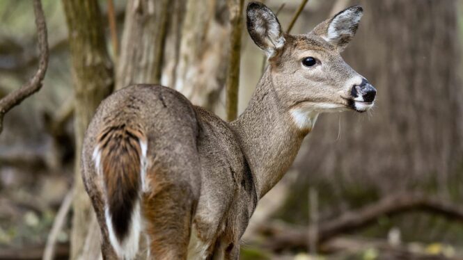 Prion Disease Is Spreading in Deer. Here’s What We Know About the Risk to Humans