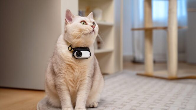 This Tiny GoPro-Like Camera Will Make Your Pets Into 4K Action Stars