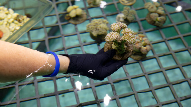 Unlikely Wild Animals Are Being Smuggled Into U.S. Ports: Corals
