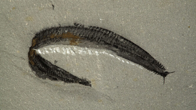 Was This Sea Creature Our Ancestor? Scientists Turn a Famous Fossil on its Head.