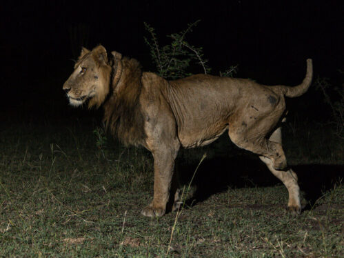 Why a 3-Legged Lion and His Brother Swam Across a Crocodile-Filled River