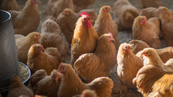 3 Presumed Bird Flu Cases Reported in Colorado