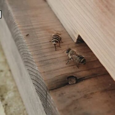 A Slap of a Honeybee’s Wings Sends Ant Invaders Flying Away