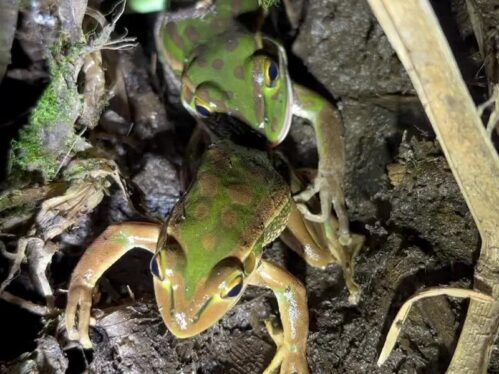 Cannibal Frogs: She Didn’t Like His Song, So She Tried to Eat Him