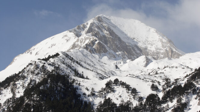 Centuries of Avalanches Are Stored in Tree Rings