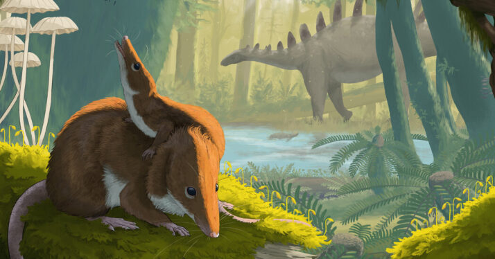 Fossil Hints That Jurassic Mammals Lived Slow and Died Old