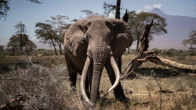 On the Kenya-Tanzania Border, an Elephant Hunting Ban Has Collapsed