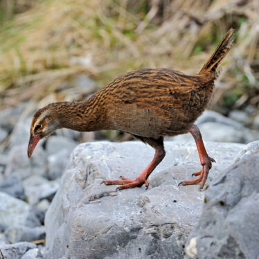 Reality Show Contestant Apologizes After Eating Protected Bird in New Zealand