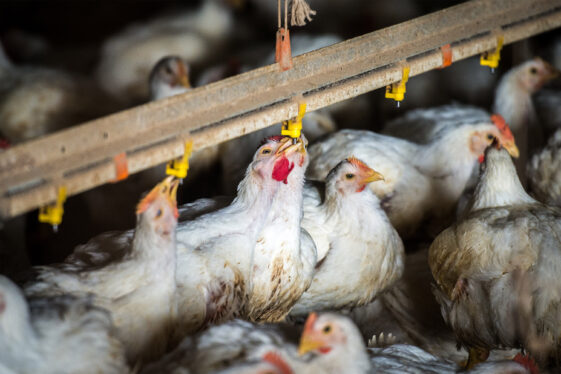 Second Colorado poultry farm reports human bird flu case amid dairy outbreak