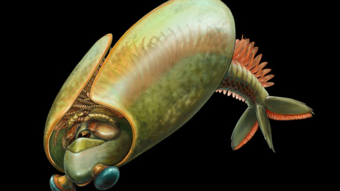 Secrets Emerge From a Fossil’s Taco Shell-Like Cover