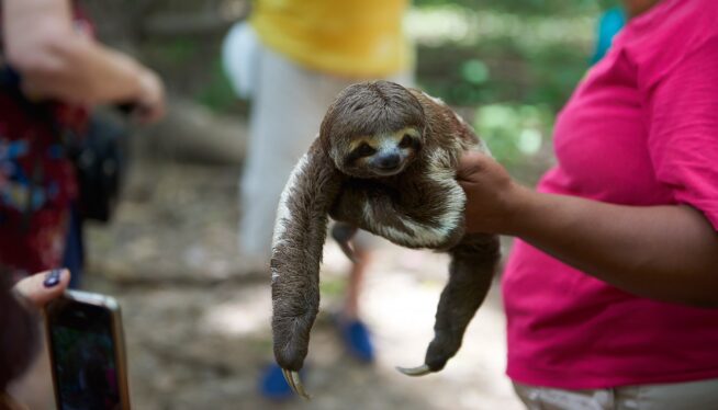 Should You Hug a Sloth? Advocates Raise Concern Over Petting Zoos