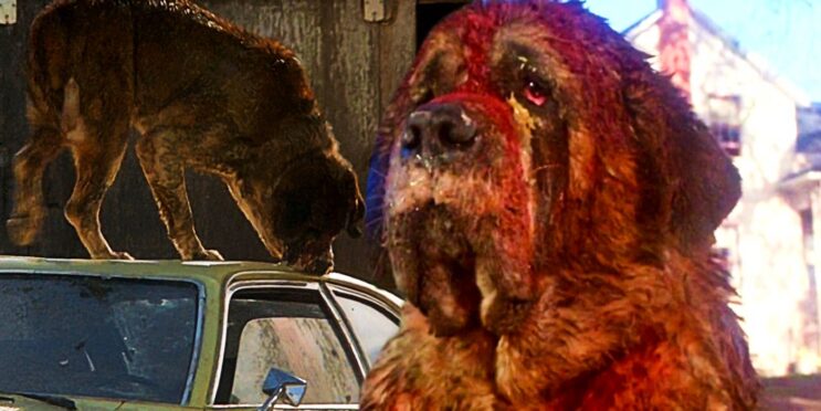 Stephen King’s Cujo Sequel Finally Gave Me Closure After 43 Years