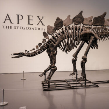 T. Rex Dethroned? A Stegosaurus Fossil Sells for a Record $44.6 Million.