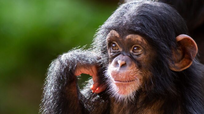 The Chimps Who Learned to Say ‘Mama’