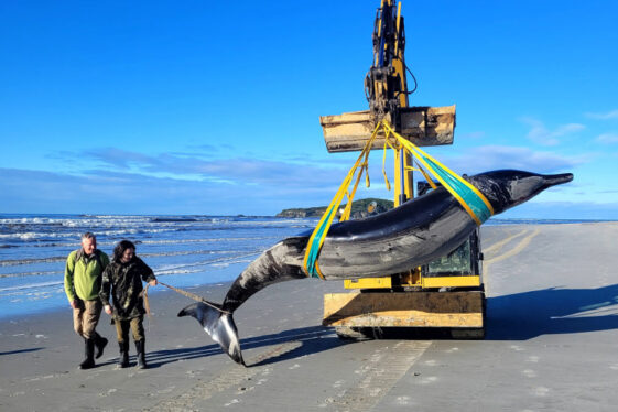 World’s Rarest Whale Washes Up on New Zealand Beach