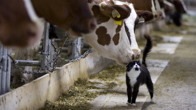 As Bird Flu Spreads, Disease Trackers Set Their Sights on Pets