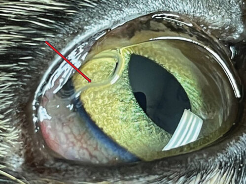 Exotic eye worm rapidly invades US by spreading from testes of fruit flies