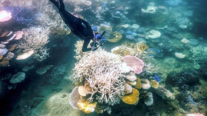 Heat Raises Fears of ‘Demise’ for Great Barrier Reef Within a Generation