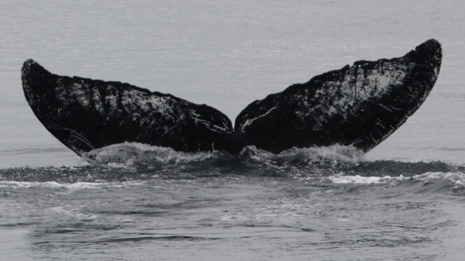 How the World’s Oldest Humpback Whale Has Survived Is a Mystery