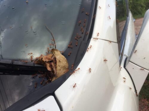 How to get rid of ants in a car