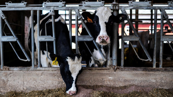 How U.S. Farms Could Start a Bird Flu Pandemic