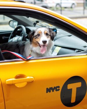 Lyft’s belated Pet Mode matches drivers to those traveling with their furry friends