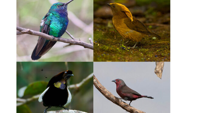 Scientists Made a List of Lost Birds and Now They Want Us to Find Them