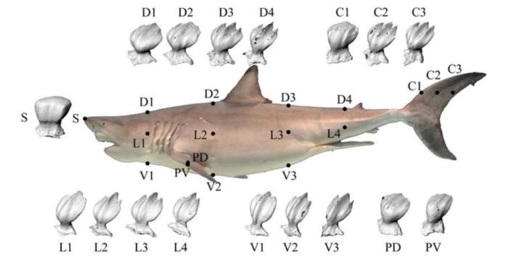 Studying the skin of the great white shark could help reduce drag in aircraft