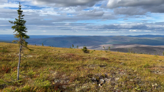 Tundra Vegetation to Grow Taller, Greener Through 2100, NASA Study Finds