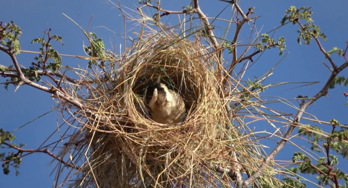 Weaver Bird Nests in Africa Appear to Reflect Local Styles and Traditions