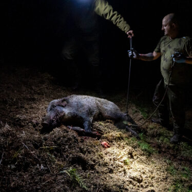 Wild Boars Are Wreaking Havoc in Scotland’s Countryside