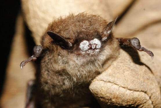 A Fungus Decimated American Bats. Now Scientists Are Fighting Back.