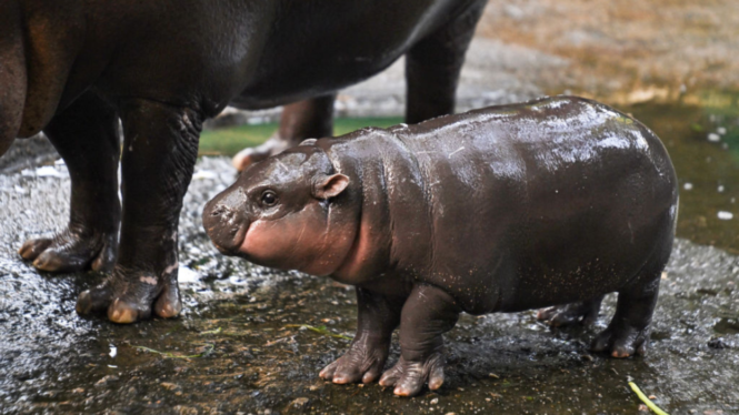 Baby hippo Moo Deng has a 24-hour livestream now. Here’s how to watch.