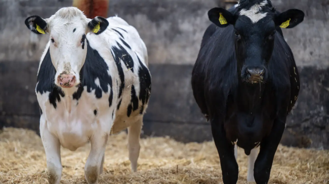 Bird flu reaches cows in California, the country’s largest milk producer