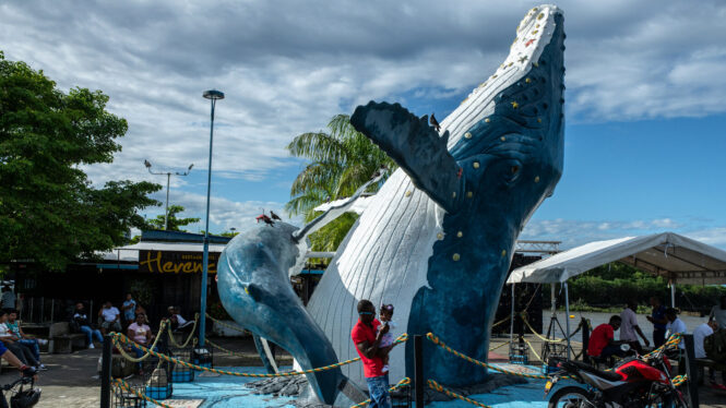 In Colombia, a Festival Celebrates Humpback Whales and Local Culture