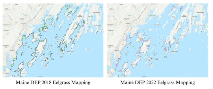 Mapping the Decline of Eelgrass in Maine