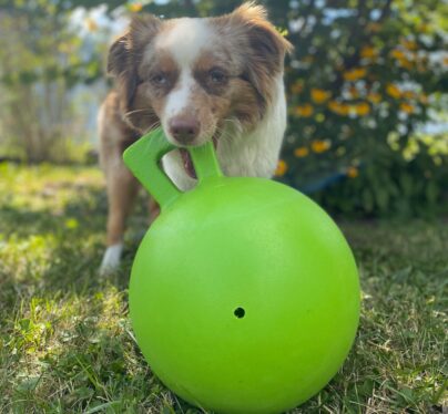 Most, but not all, dogs play fetch, while cats do so more often than thought