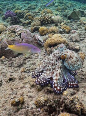 Punching Octopuses Lead Fish on Hunting Parties