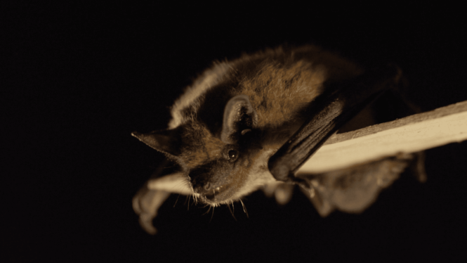 Rabies Death in Minnesota Linked to Exposure to Bat, Officials Say