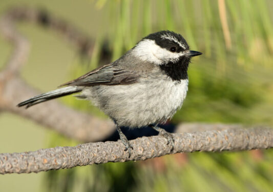 Remembering where your meals came from key for a small bird’s survival