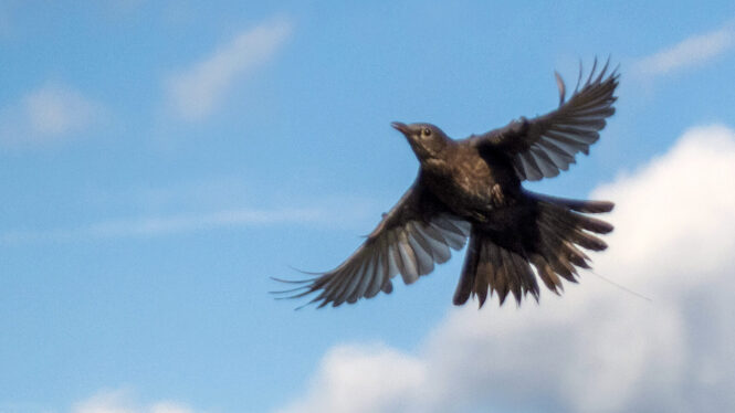 Study Reveals Bird-Migration Mystery