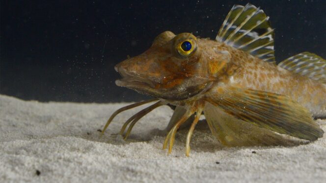 This Fish Evolved Legs That It Uses to Taste Stuff on the Seafloor