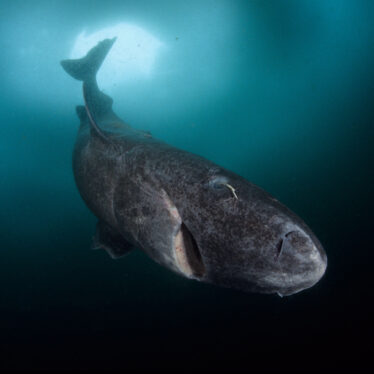 This Shark Lives 400 Years. Its DNA May Explain Why.