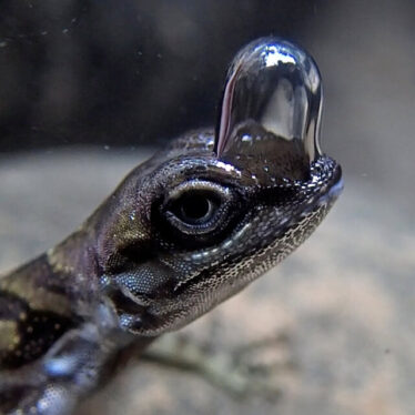 Why This Tiny Lizard Dives With a Natural Scuba Tank